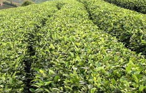 苦丁茶的种植技术 苦丁茶种植技术规程