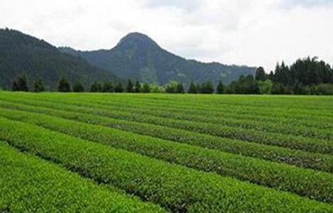 茶树的生长环境要求 茶树生长环境要求及繁殖方法