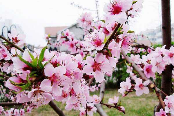 桃花开花时间是几月份，花期有多长（桃花几月开花?花期多长?）