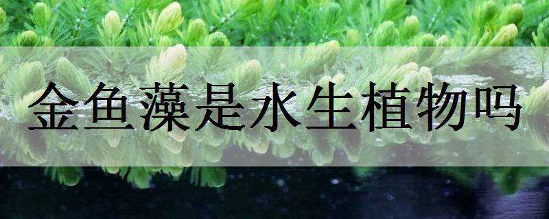 金鱼藻是水生植物吗（金鱼藻属于水生植物吗）