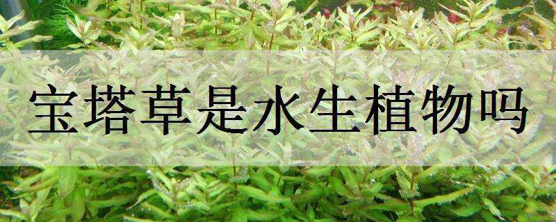 宝塔草是水生植物吗（宝塔草是水生植物吗有毒吗）