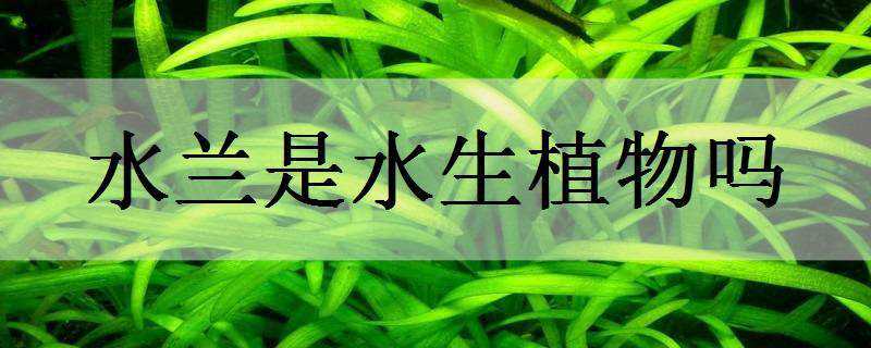 水兰是水生植物吗（水兰生长环境）