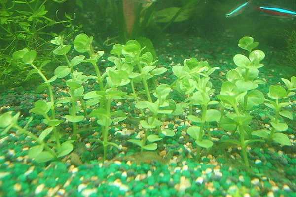 沉水植物有哪些，什么是沉水植物 沉水植物的概念