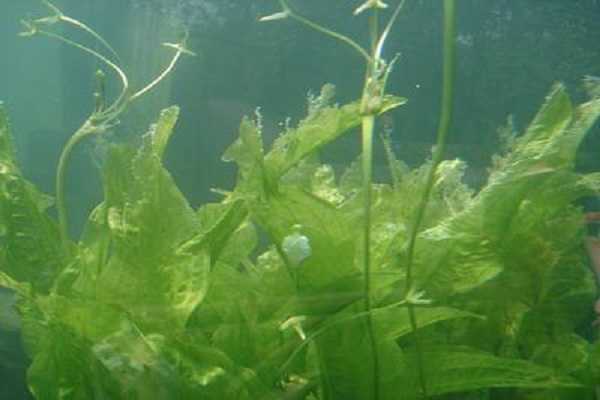 水下植物有哪些，养殖方法是什么（水下种植的植物）