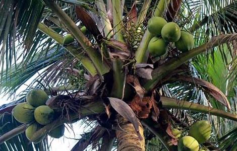 椰子树种植技术（椰子树种植技术和管理）