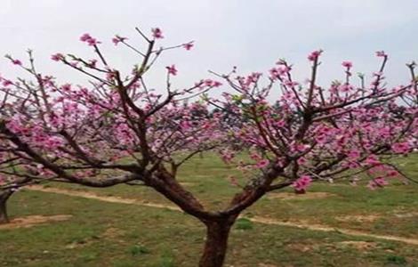 桃树疏花疏果技术（桃树疏花疏果技术视频）