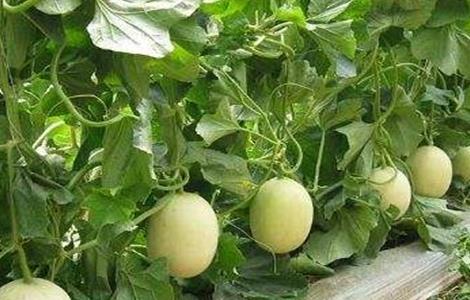 白兰瓜种植技术 白兰瓜种植技术要点