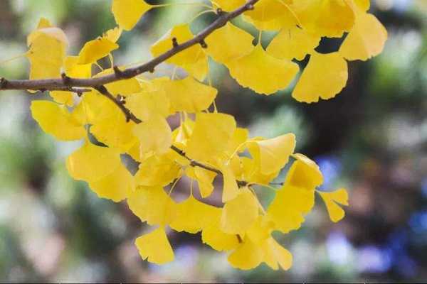 银杏叶的特点，叶子变黄的时间 银杏叶是整体慢慢变黄的