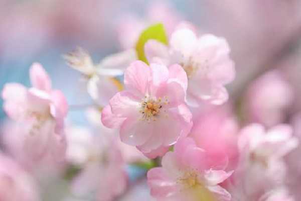 为什么海棠花爱生虫子，原因有哪些（为什么海棠花爱生虫子,原因有哪些方法）