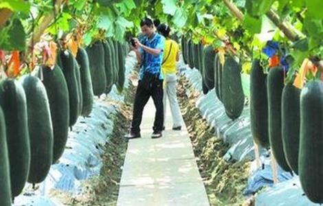 黑皮冬瓜的种植技术（黑皮冬瓜种植技术与管理株距多少）