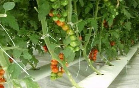 番茄水培技术 番茄水培技术视频教程