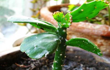 阳台植物推荐，阳台植物风水介绍 风水学在家阳台种什么植物好