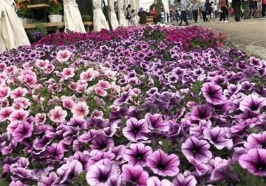 保定适合养什么花，市花和市树是什么