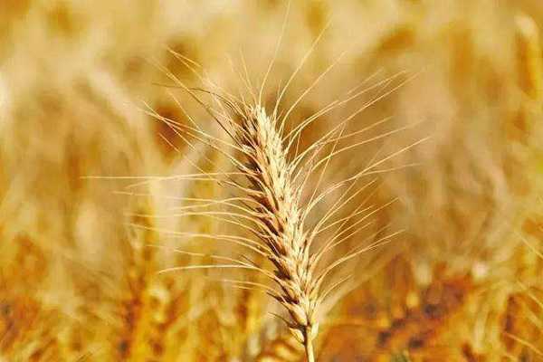 小麦高产管理技术要点 如何养护提高产量