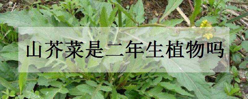 山芥菜是二年生植物吗 芥菜的生长