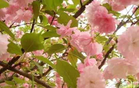 樱花树栽培几年开花 樱花树栽培几年开花结果