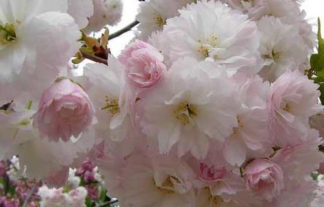 樱花树栽培几年开花