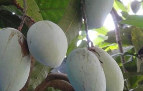 芒果树的种植与养护 芒果树苗的种植方法