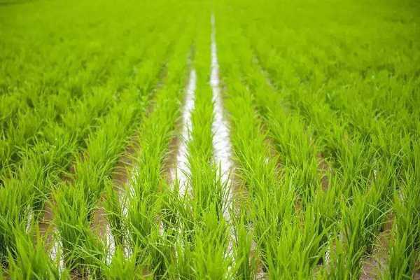 水稻秧苗怎么培育，水稻的生长过程 水稻秧苗怎么培育,水稻的生长过程视频