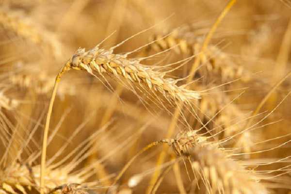 小麦施肥顺口溜 如何科学施肥