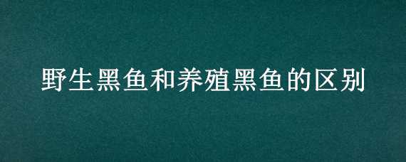 野生黑鱼和养殖黑鱼的区别 野生黑鱼和养殖黑鱼的区别图片