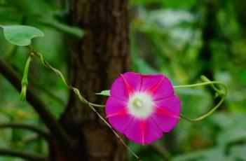 牵牛花（牵牛花图片大全大图）