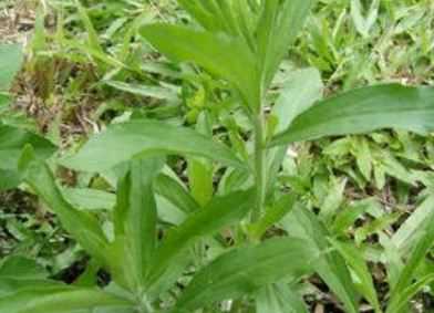 茼蒿什么时候种植，怎样种植茼蒿 茼蒿在什么时候种植