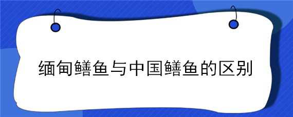 缅甸鳝鱼与中国鳝鱼的区别（缅甸鳝和黄鳝的区别）