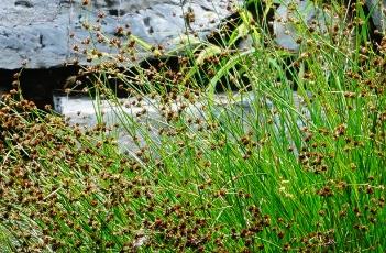 灯心草 灯心草乳液