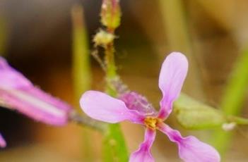 离子芥 离子芥的功效与作用