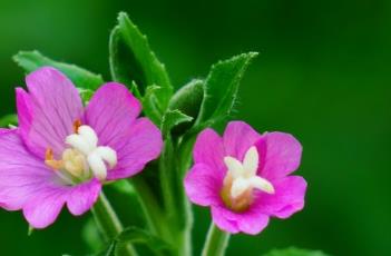 柳叶菜 柳叶菜科