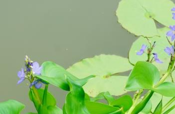 雨久花