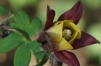 尖萼耧斗菜（尖萼耧斗菜怎么吃）