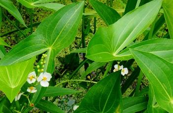 泽泻科（泽泻科植物有哪些）