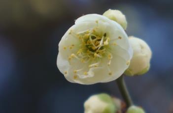 绿萼梅 绿萼梅的养殖方法和注意事项