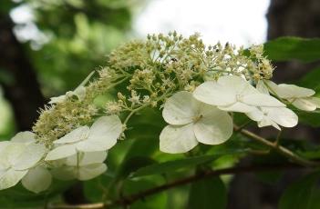 东陵绣球（东陵绣球花）