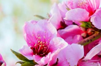 桃树如何人工授粉 盆栽桃树用授粉吗