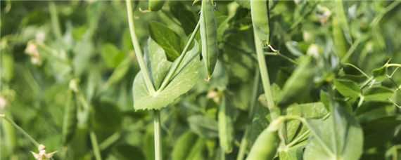 豌豆从种到成熟要多久（豌豆从种到成熟要多久才能收获）