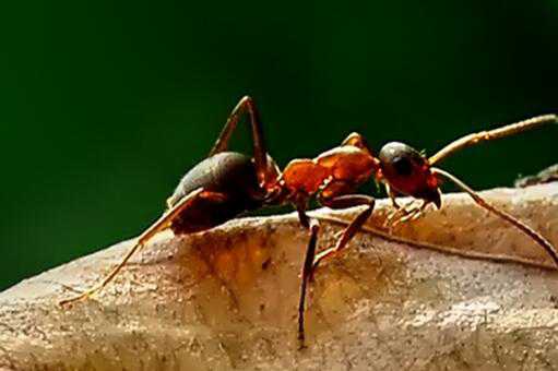 红火蚁最怕什么 红火蚁最怕什么动物