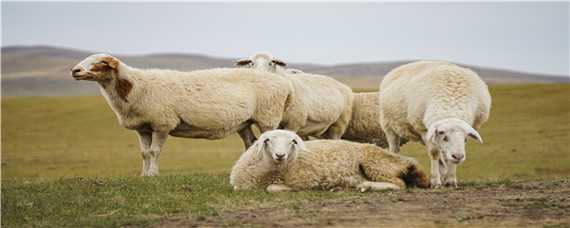 绵羊的养殖技术与管理 绵羊的养殖技术与管理知识