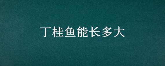 丁桂鱼能长多大 丁桂鱼最大有多大