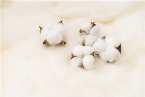 新疆棉花质量好的原因你都知道吗？主要有这四个原因！