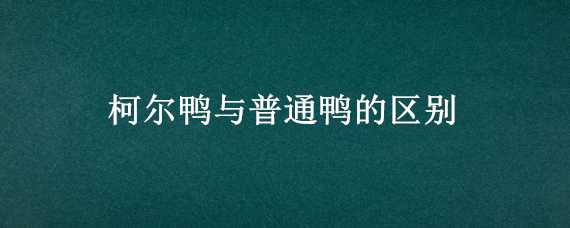 柯尔鸭与普通鸭的区别 柯尔鸭与普通鸭的区别视频