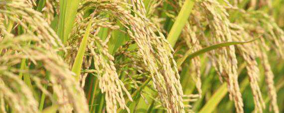 绥粳106水稻种子的主要特征（水稻绥粳103简介）