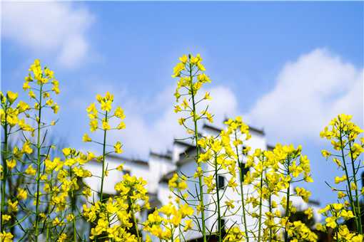 婺源油菜花