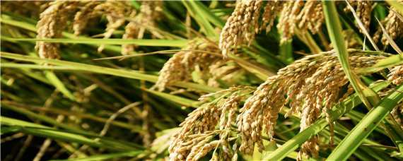 水稻生长环境 水稻生长环境酸碱度