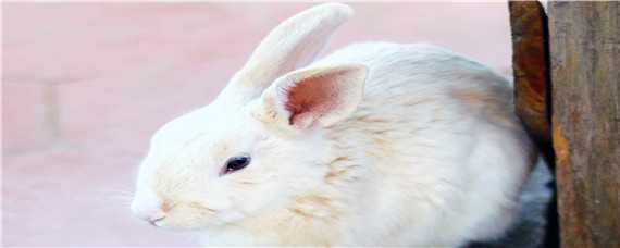 幼兔死亡的几个原因 幼兔死亡的几个原因是什么