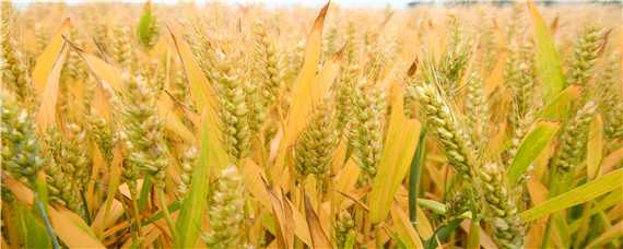 小麦的生长环境（小麦的生长环境及播种和收获的时间）