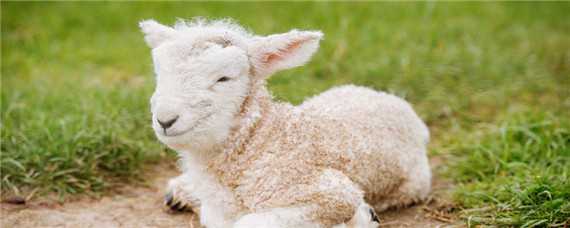 一只羊一年吃多少草料（一只羊一年吃多少草料钱）