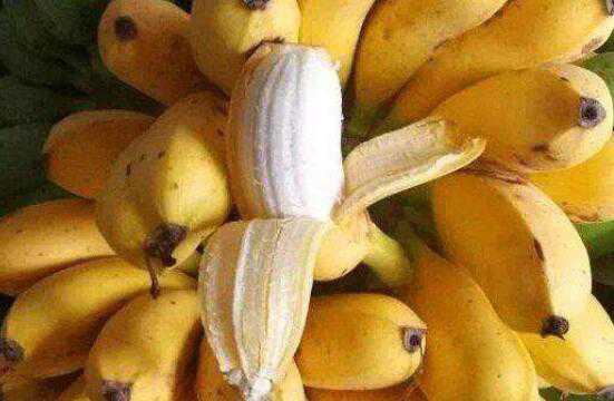 米蕉的功效与禁忌有哪些 米蕉有什么功效